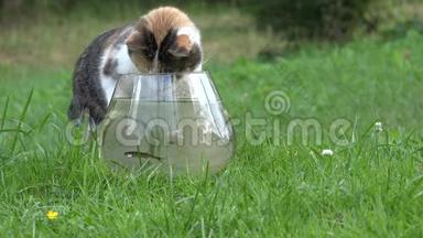 小猫试图在户外草地上的玻璃水族馆钓鱼。 4K